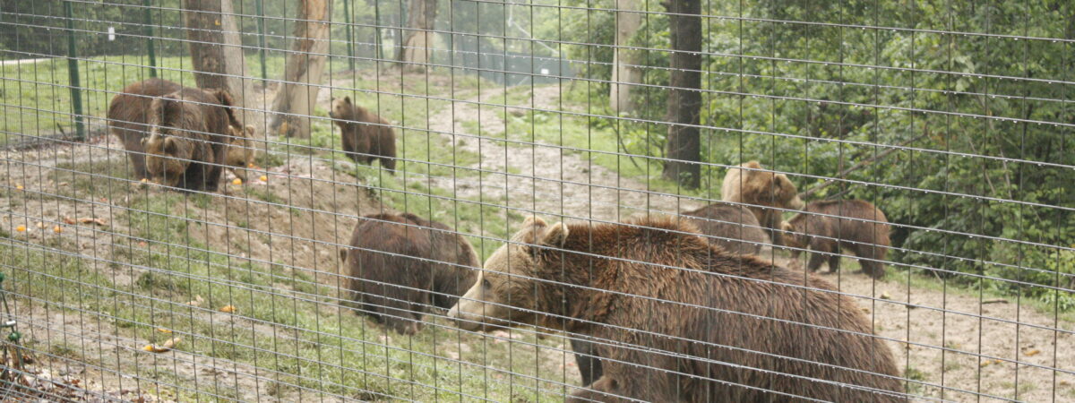 From Captivity to Comfort: Romania’s Sanctuary Giving Brown Bears a Second Chance