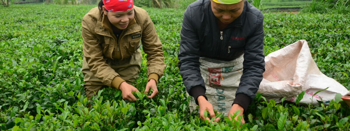 THE FLAVOURS AND TRADITIONS OF VIETNAMESE TEA CULTURE