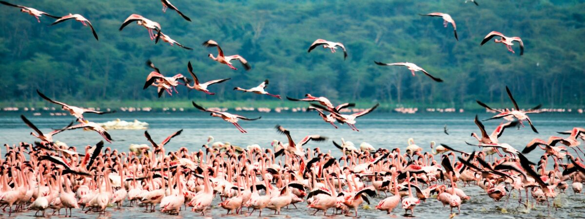 Pink Flamingos, Prehistoric Bau Games, and Sunset Boat Trips in Nakuru, Kenya