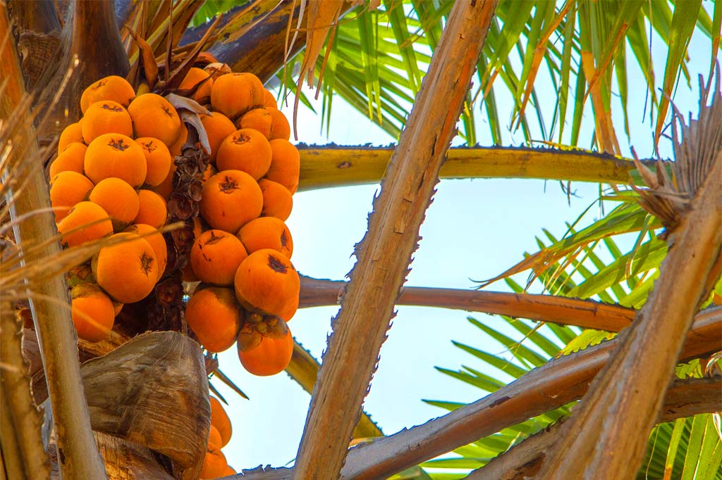 Palm trees with orange fruits under a pale blue sky.