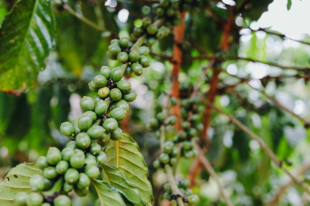 Unripened green coffee cherries growing in Uganda.