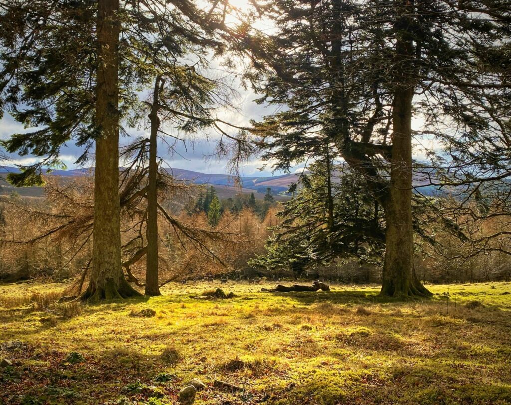 View of the Wicklow Mountains as seen through evergreen trees on a sunny afternoon.