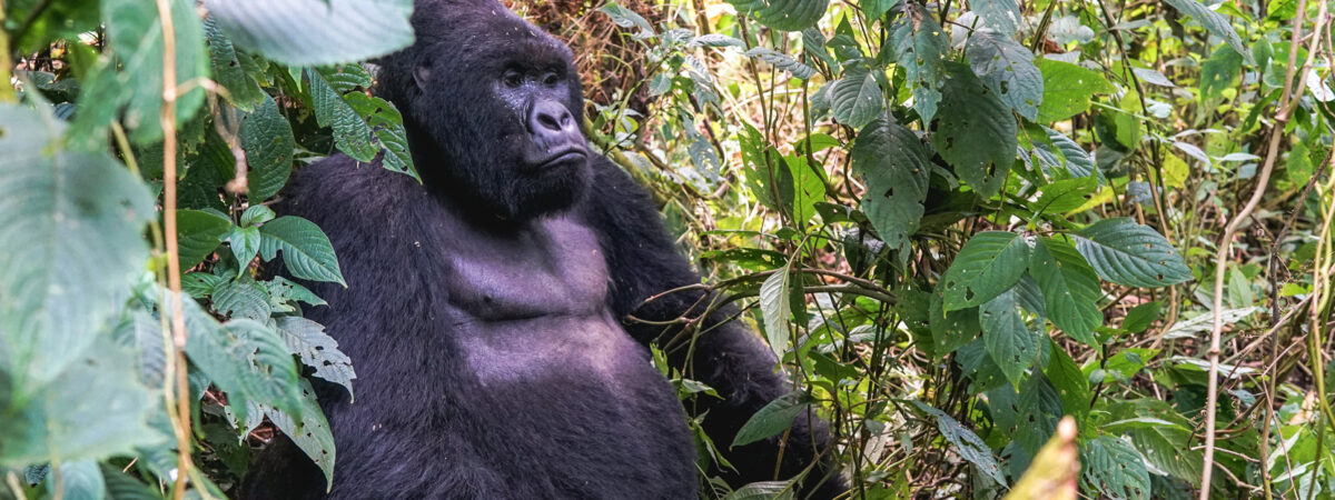 Trekking with Gorillas, Breathtaking Scenery, and Local Culture in Musanze, Rwanda
