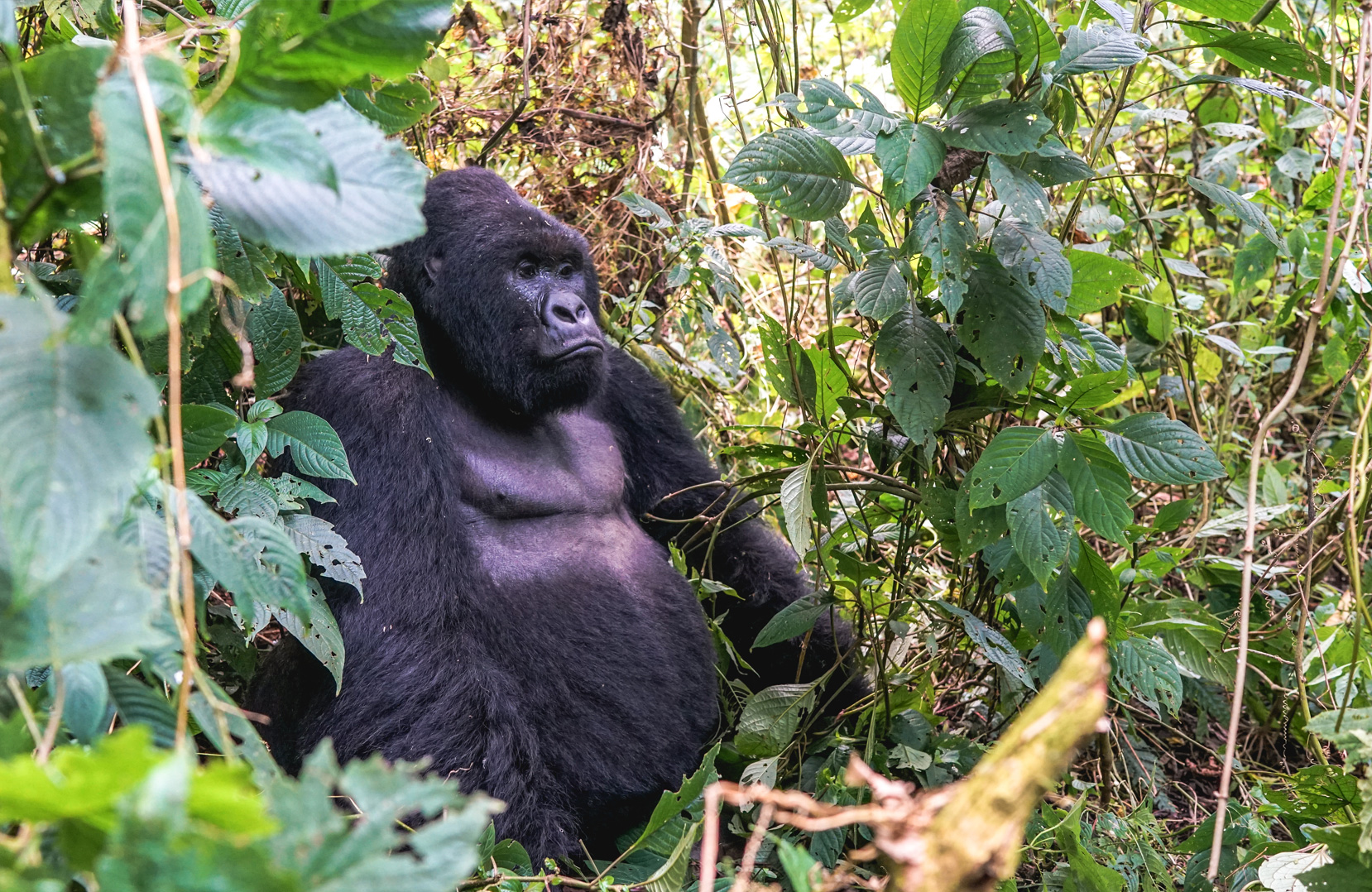 Resonate - Trekking with Gorillas & Local Culture in Rwanda