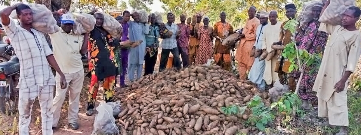Homegrown: Yam’s Significance in Nigeria
