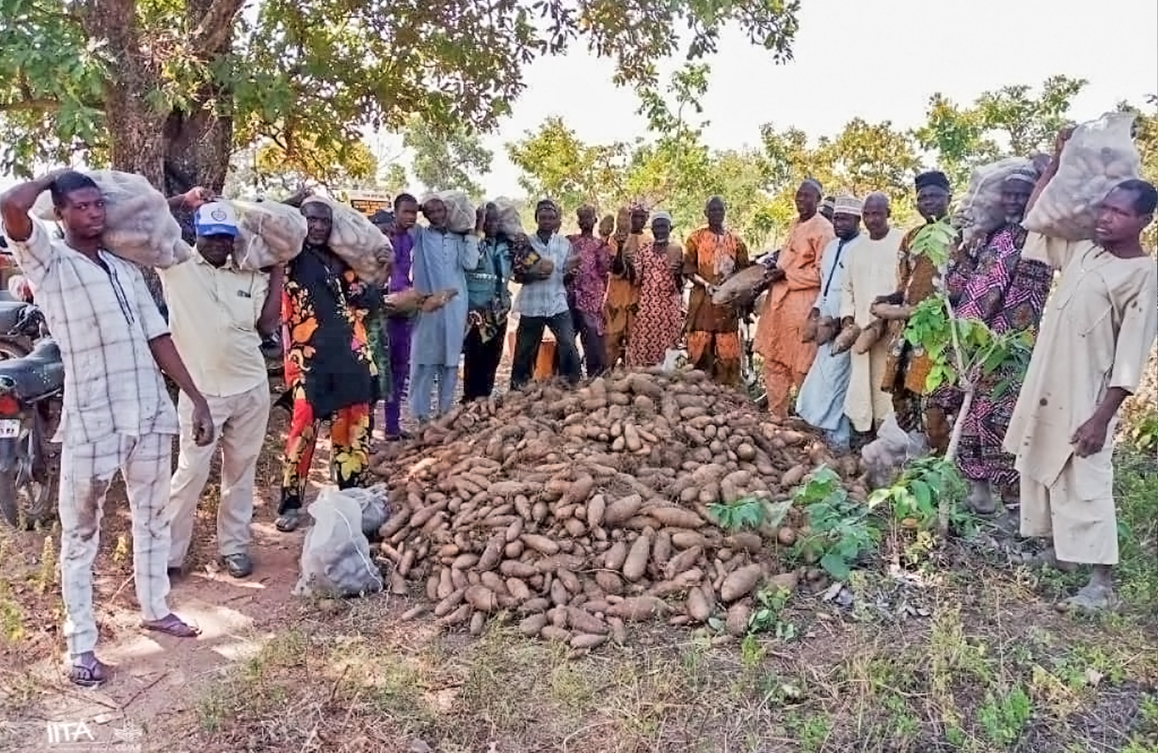 Resonate Homegrown Yam s Significance In Nigeria