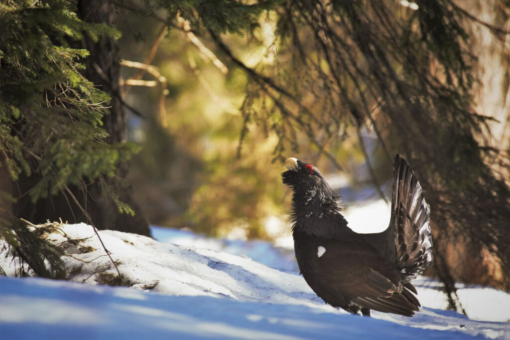 A male Western Capercaillie in its natural habitat in Jura.