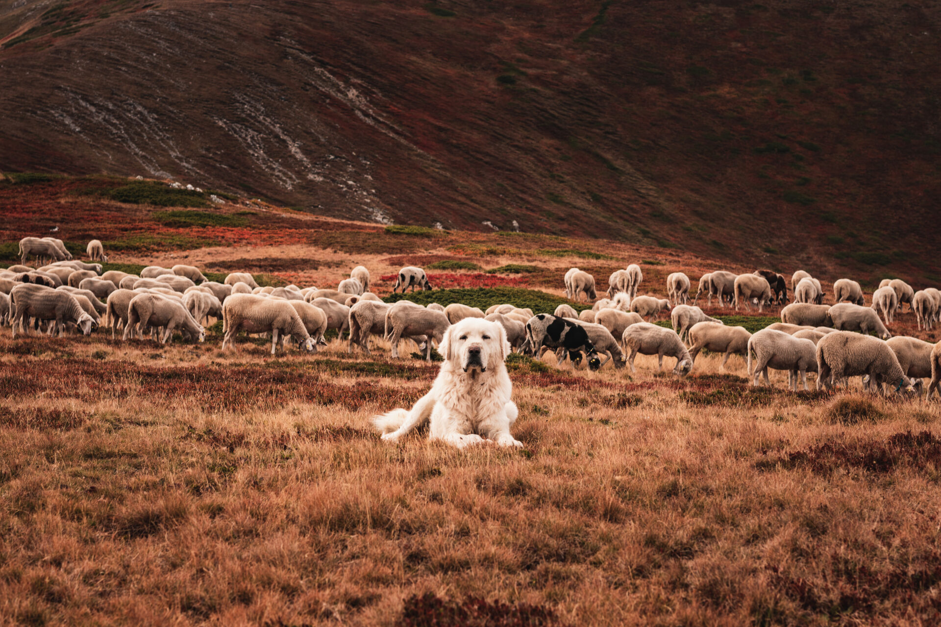 High Scardus Trail Sheepdog, Western Balkans © Matthew Nelson